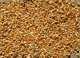 Реализуем Пшеницу 3, 4, 5 класса, качество ГОСТ. По всем вопросам обращатьс
